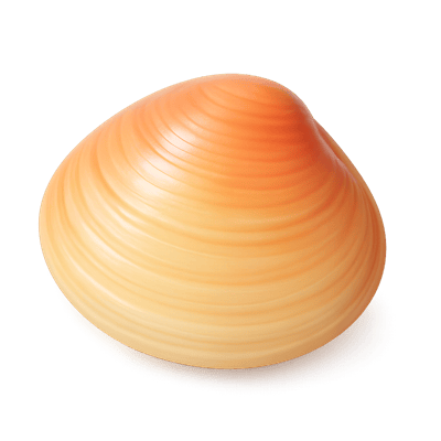 Icon of Atlantic Surfclam