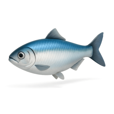Icon of Atlantic Herring