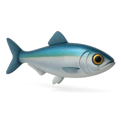 Icon of Northern Anchovy