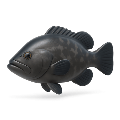 Icon of Black Grouper